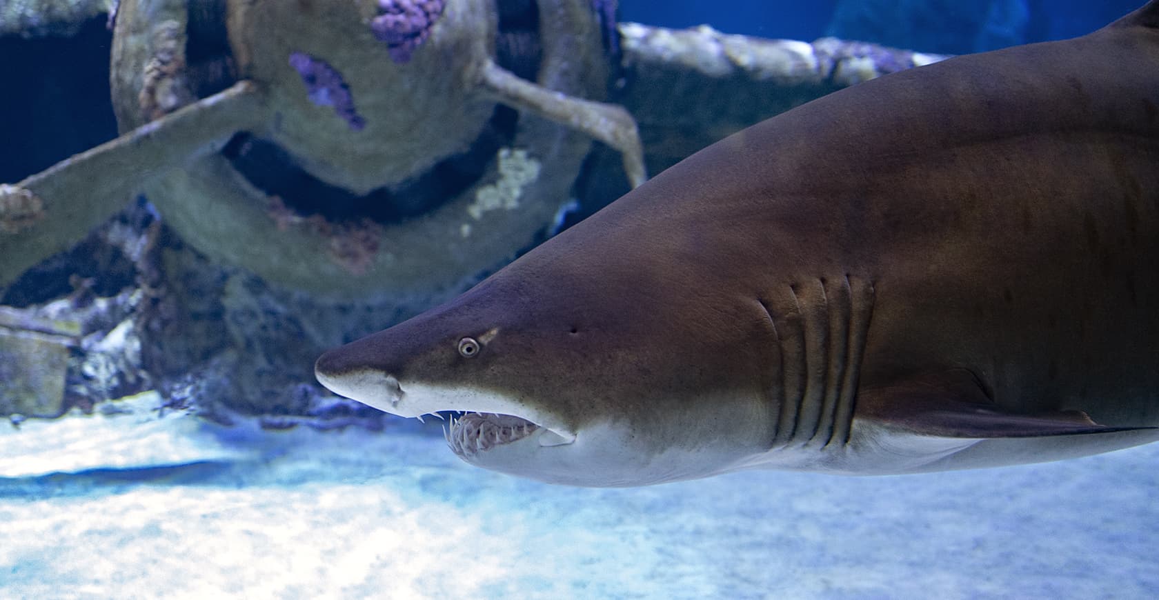 Aquarium & Wax Museum Visit
